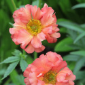 Kuklik- Geum 'Coral Tempest' (p9)