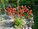 Kuklik- Geum 'Coral Tempest' (p9)