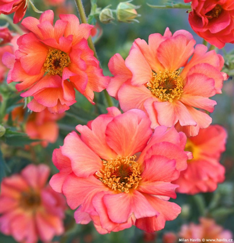 Kuklik- Geum 'Coral Tempest' (p9)