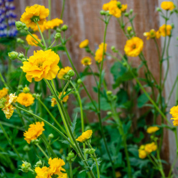 Kuklik chilijski- Geum chiloense 'Lady Stratheden'