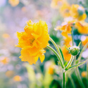 Kuklik chilijski- Geum chiloense 'Lady Stratheden'