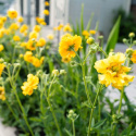 Kuklik chilijski- Geum chiloense 'Lady Stratheden'