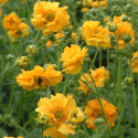 Kuklik chilijski- Geum chiloense 'Lady Stratheden'