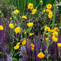 Kuklik chilijski- Geum chiloense 'Lady Stratheden'