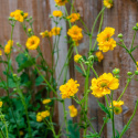 Kuklik chilijski- Geum chiloense 'Lady Stratheden'