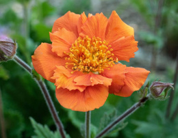 Kuklik- Geum 'Sea Breeze' (p9)