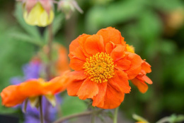 Kuklik- Geum 'Sea Breeze' (p9)