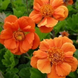 Kuklik- Geum 'Sea Breeze'