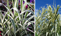 Lasecznica trzcinowata- Arundo donax 'Variegata'