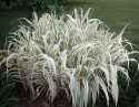 Lasecznica trzcinowata- Arundo donax 'Variegata'