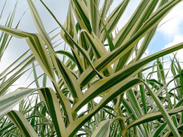 Lasecznica trzcinowata- Arundo donax 'Variegata'