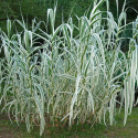 Lasecznica trzcinowata- Arundo donax 'Variegata'