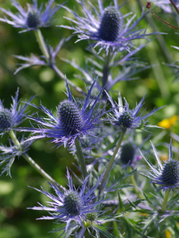 Mikołajek- Eryngium zabelii 'Violetta'