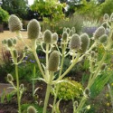 Mikołajek agawolistny- eryngium agavifolium