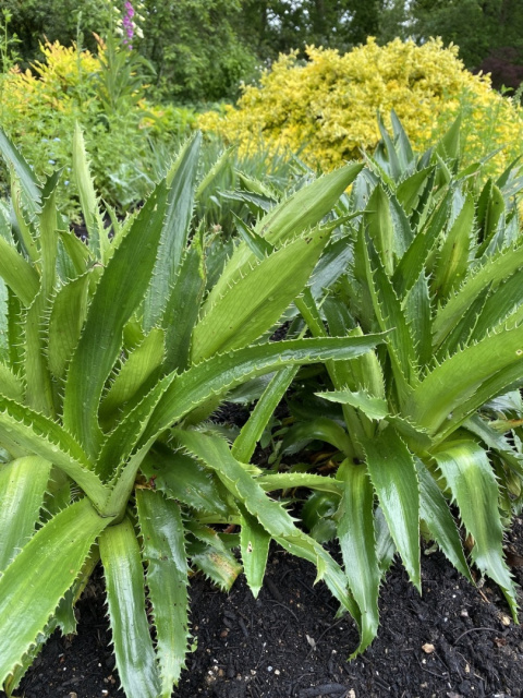 Mikołajek agawolistny- eryngium agavifolium