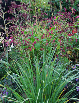 Mikołajek pandanolistny 'Physic Purple'- Eryngium pandanifolium (p9)