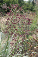 Mikołajek pandanolistny 'Physic Purple'- Eryngium pandanifolium (p9)