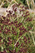 Mikołajek pandanolistny 'Physic Purple'- Eryngium pandanifolium (p9)