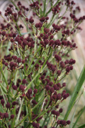 Mikołajek pandanolistny 'Physic Purple'- Eryngium pandanifolium (p9)