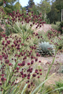 Mikołajek pandanolistny 'Physic Purple'- Eryngium pandanifolium (p9)