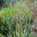 Mikołajek pandanolistny 'Physic Purple'- Eryngium pandanifolium (p9)