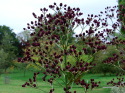 Mikołajek pandanolistny 'Physic Purple'- Eryngium pandanifolium (p9)