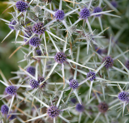 Mikołajek różnobarwny Eryngium variifolium (p9)