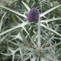 Mikołajek różnobarwny Eryngium variifolium (p9)