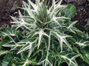 Mikołajek różnobarwny Eryngium variifolium (p9)