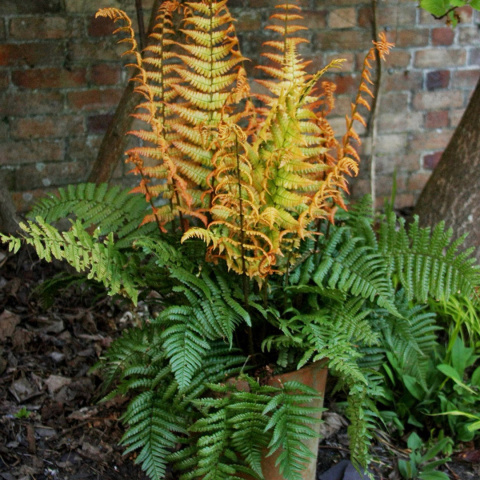 Narecznica Wallicha 'Jurassic Gold'- Dryopteris wallichiana 'Jurassic Gold'