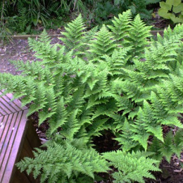 Narecznica szerokolistna 'Crispa Whiteside' (p9)