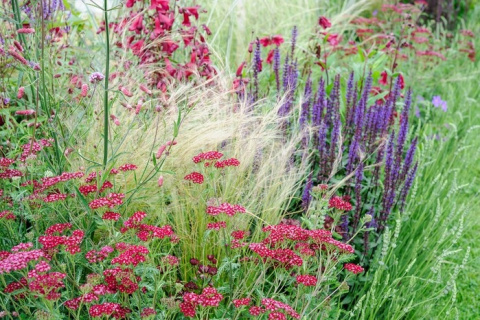 Ostnica cieniutka- stipa tenuissima