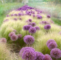 Ostnica cieniutka- stipa tenuissima