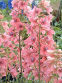 Ostróżka- Delphinium ruysii 'Pink Sensation'