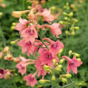 Ostróżka- Delphinium ruysii 'Pink Sensation'