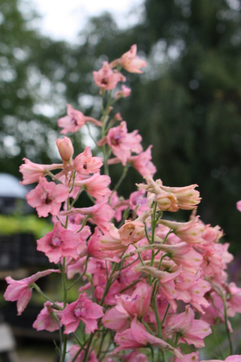 Ostróżka- Delphinium ruysii 'Pink Sensation' (p11)