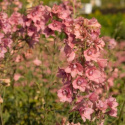 Ostróżka- Delphinium ruysii 'Pink Sensation'