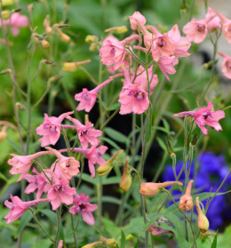 Ostróżka- Delphinium ruysii 'Pink Sensation'