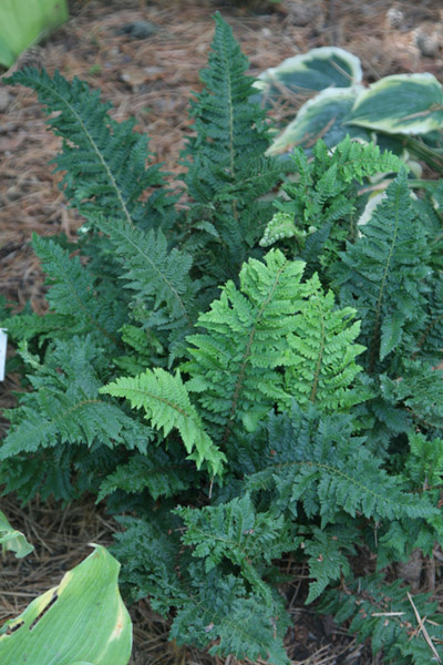 Paprotnik- Polystichum Congestum (p9)