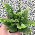 Paprotnik- Polystichum Congestum (p9)