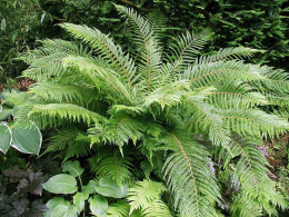 Paprotnik szczecinkozęby- Polystichum set. 'Proliferum'