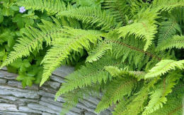 Paprotnik szczecinkozęby- Polystichum set. 'Proliferum'