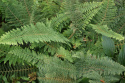 Paprotnik szczecinkozęby- Polystichum set. 'Proliferum'