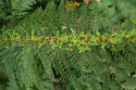 Paprotnik szczecinkozęby- Polystichum set. 'Proliferum'