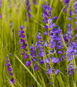 Penstemon wyprostowany- Penstemon strictus