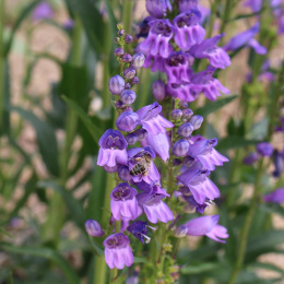 Penstemon wyprostowany- Penstemon strictus