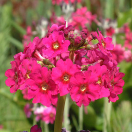 Pierwiosnek japoński - Primula japonica 'Carminea'