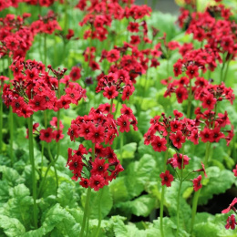 Pierwiosnek japoński - Primula japonica 'Miller's Crimson' (p9)