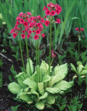 Pierwiosnek japoński - Primula japonica 'Miller's Crimson' (p9)