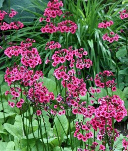 Pierwiosnek japoński - Primula japonica 'Miller's Crimson' (p9)